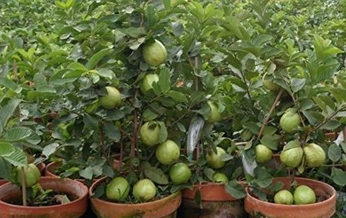 Organic Guava Plant, Feature : Easy Storage, Fast Growth