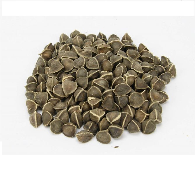 Organic Moringa Seeds, for Agro Purpose, Packaging Type : Plastic Packet