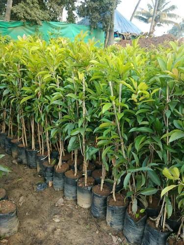 Sapodilla Plant, for Farming