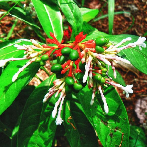 Sarpagandha Plant, Color : Green