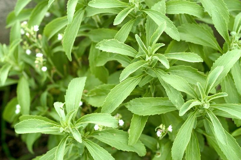 Organic Stevia Plant, for Medicine, Feature : Nutritional Properties
