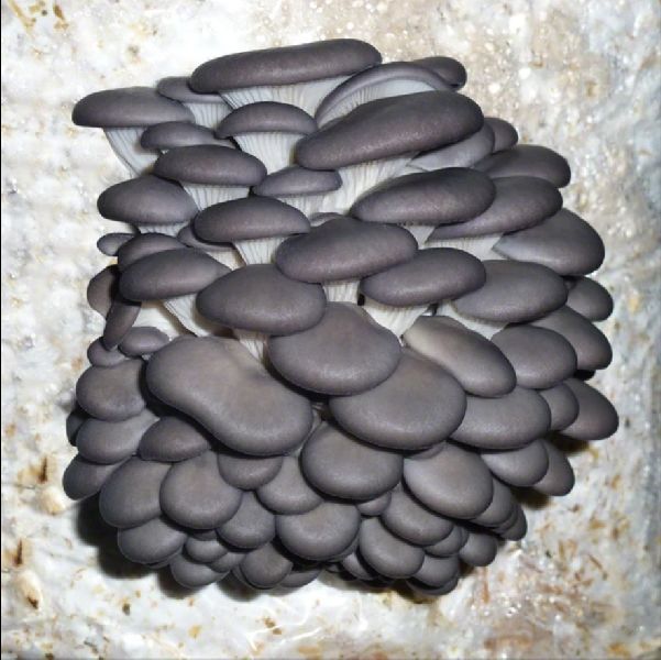 Oyster Mushroom Grey