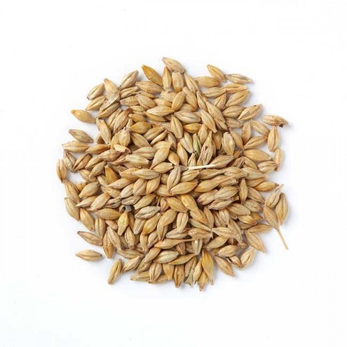 Organic barley seeds, Certification : Iso Certified