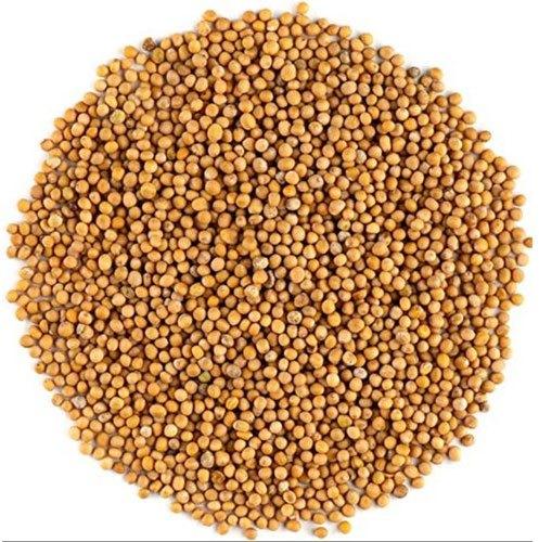 Yellow mustard seeds, Grade Standard : Food Grade