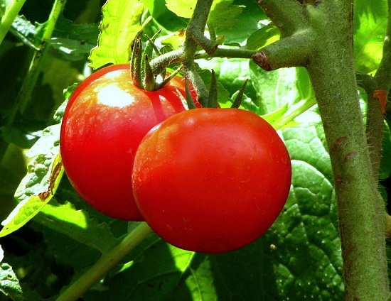 Arka Vishal Tomato