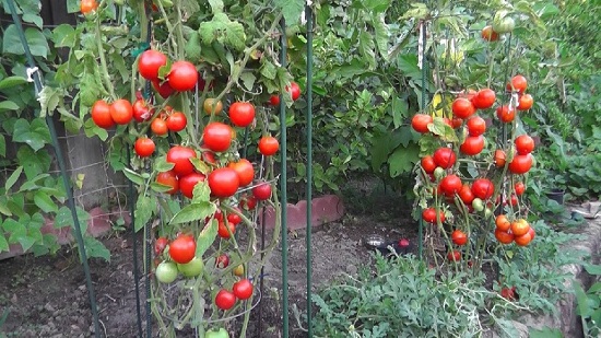 Kashi Amrit Tomato