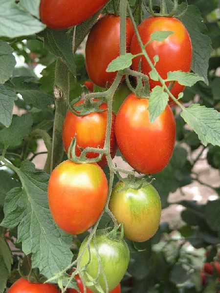 Kashi Vishesh Tomato