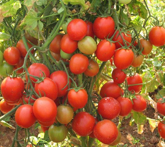 Punjab Kesari Tomato