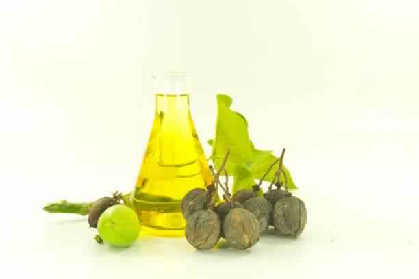 Organic Jatropha Oil, Shelf Life : 1year