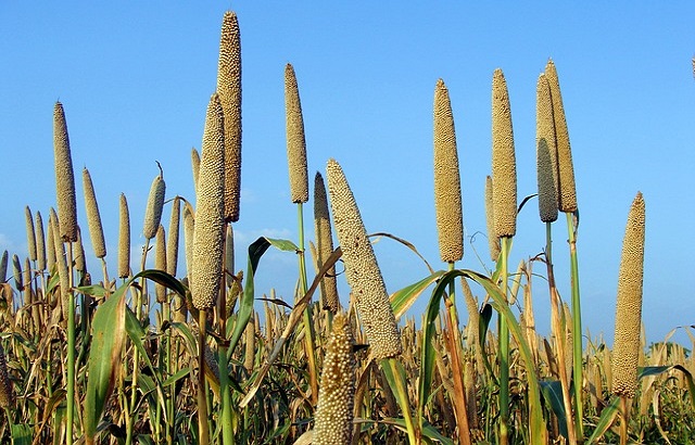 Pearl Millet