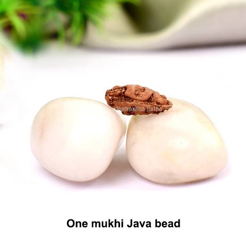 One Mukhi Java Rudraksha