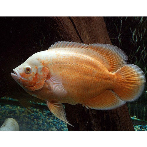 Albino Red Oscar Fish