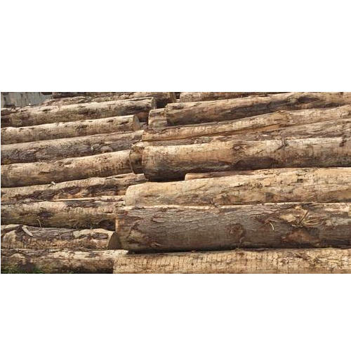 pine wood logs