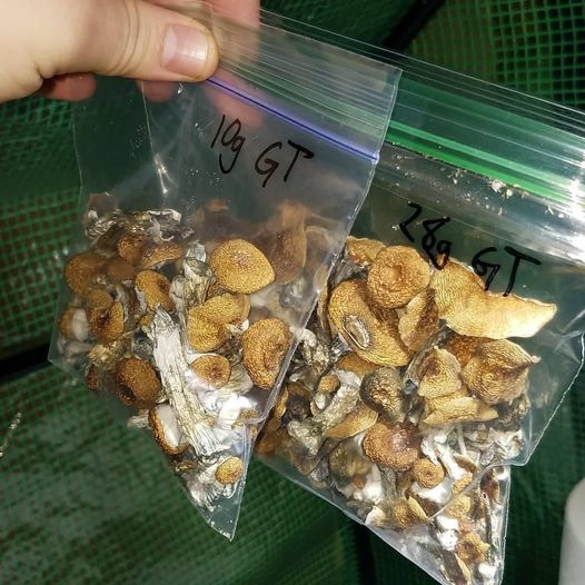 Mushrooms Drugs