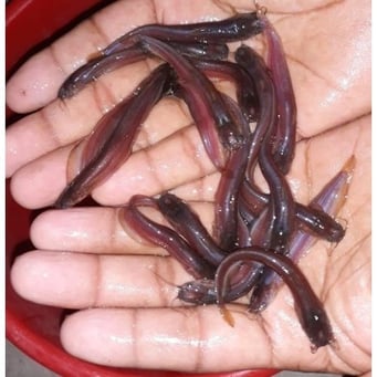 Singhi Fish Seeds, Packaging Type : Pp Bag, Vacuum Pack
