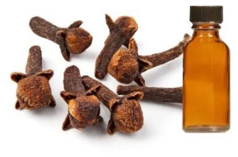 Natural clove oil, Purity : 100%