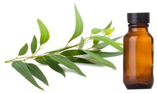 Eucalyptus oil, Shelf Life : 1Year