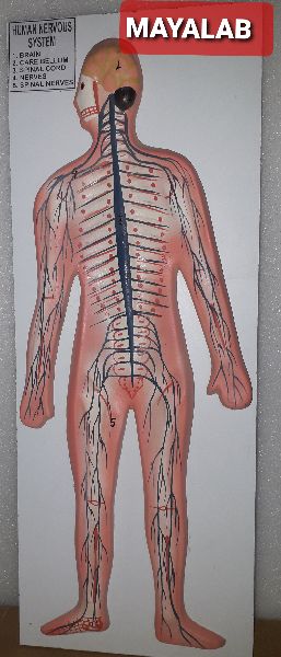 Malticolor Fiberglass Human Nervous System Model, for Medical Teaching