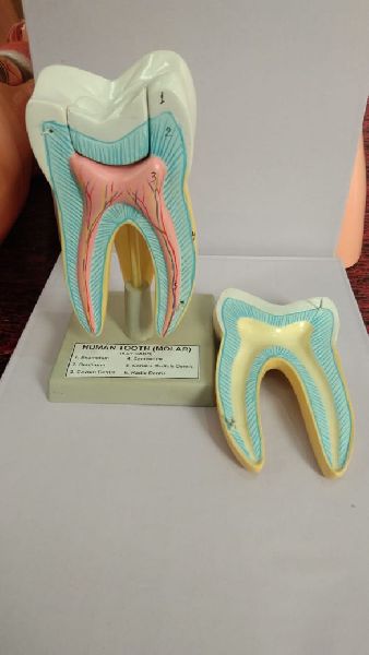 MAYALAB Creamy Fiberglass Human Teeth Model, for medical Teaching