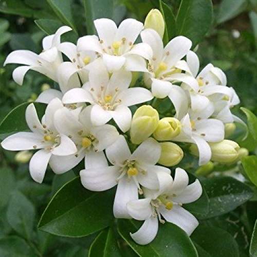 TBC Jasmine Flower, Color : White