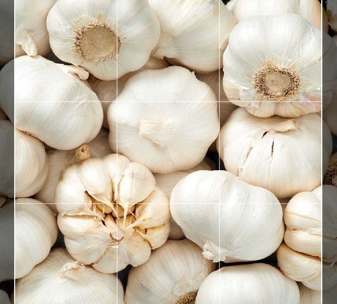 Fresh garlic, Color : White