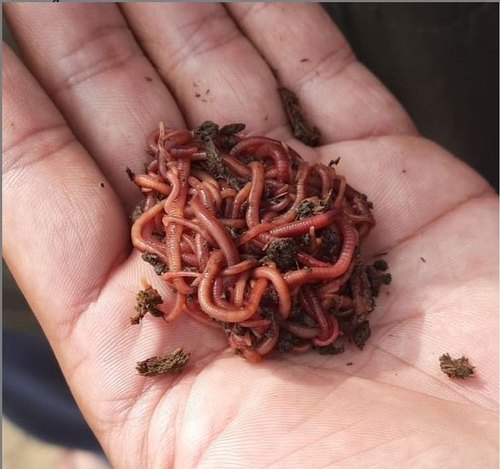 Organic Eisenia Fetida Live Earthworms, for Agriculture, Standard : Bio Grade