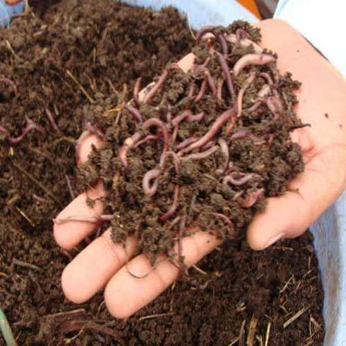 Organic Enriched Vermicompost Manure, for Agriculture, Packaging Type : Plastic Bag