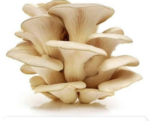 Organic fresh oyster mushroom, for Cooking, Oil Extraction, Color : Creamy