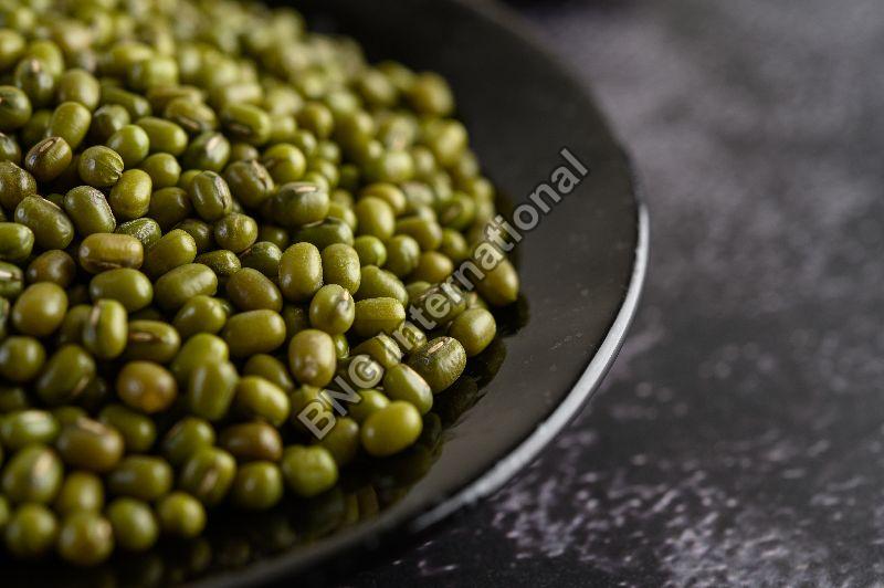 Whole Common natural mung beans, Packaging Type : PP Bag