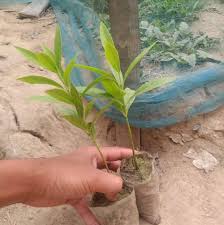 Ajar Plant
