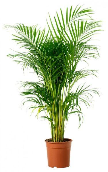 areca palm plant