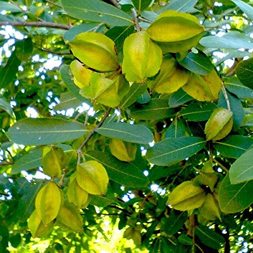 Organic Arjun Plant