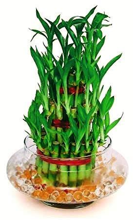 Lucky Bamboo Plant