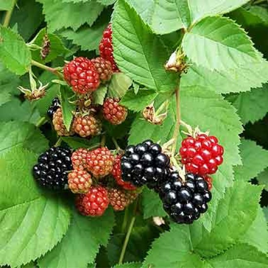Natural Blackberry Plant, for Fruits Use, Length : 0-1 Feet, 1-2 Feet, 2-4 Feet