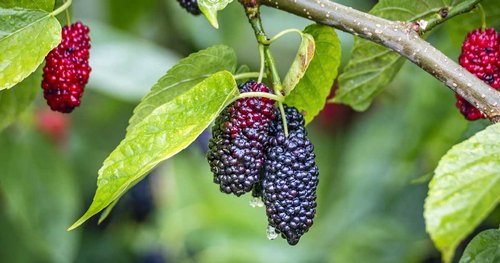 Mulberry Plant