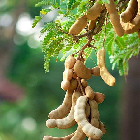 Tamarind Plant