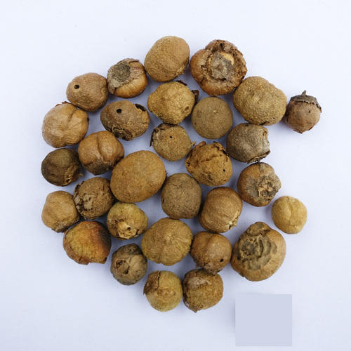 Teak Seeds, for Agriculture, Purity : 99.9%