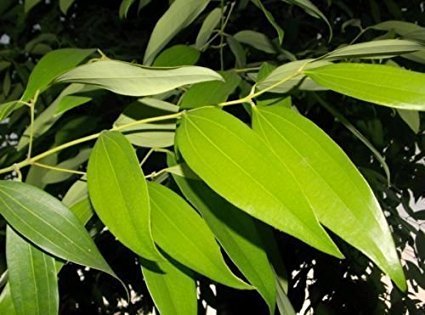 Tej Patta Plant