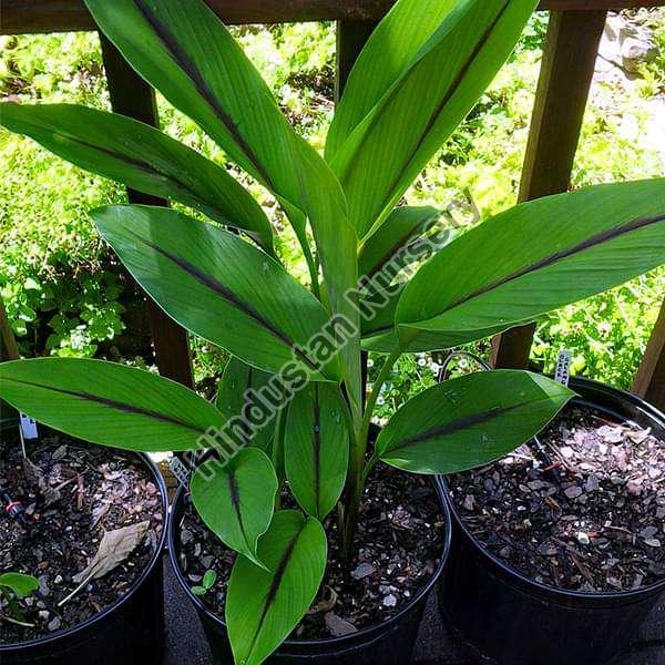 Black Turmeric Plant at best price INR 40INR 60 / Piece in Hojai Assam