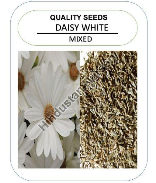 Daisy Flower Seeds, Packaging Type Packet at best price INR 40INR 60