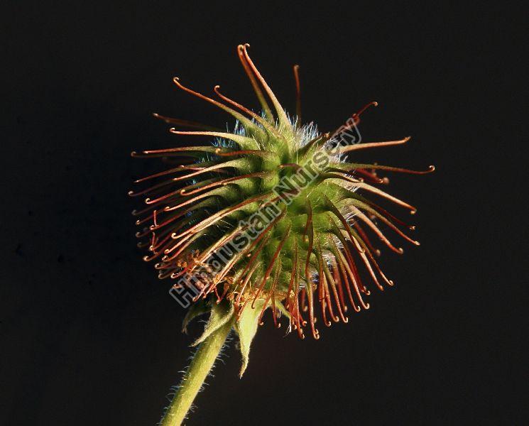 Hook Seeds by Hindustan Nursery from Hojai Assam ID 5982176