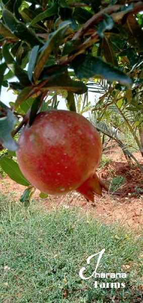 Organic Super Bhargava Pomegranate, Packaging Type : Plastic Packet