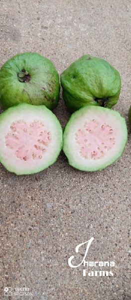 Organic Taiwan pink guava, Packaging Type : Plastic Packet