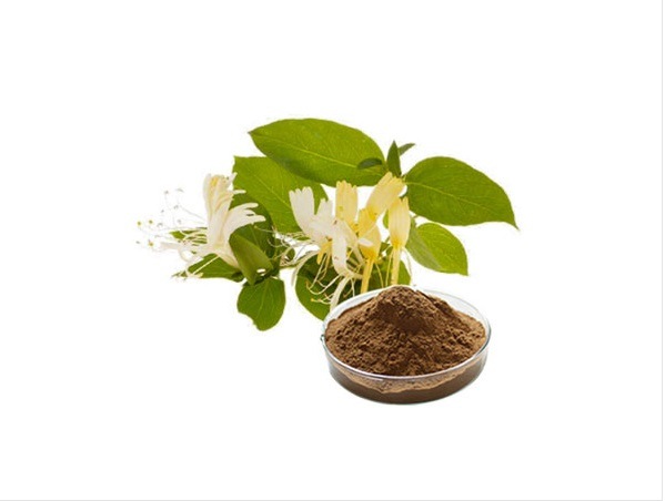 Natural Honeysuckle Extract, for Medicinal, Food Additives, Beauty, Packaging Type : Poly Bags, Gunny Bags