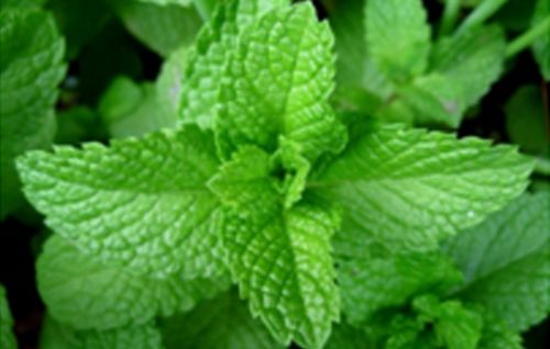 Natural KV Mint Extract, for Medicinal, Food Additives, Beauty, Packaging Type : Bottle, Poly Bags