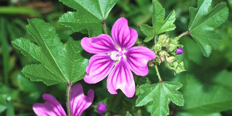 Natural Mallow Flower Extract, for Medicinal, Food Additives, Beauty, Packaging Type : Poly Bags, Gunny Bags