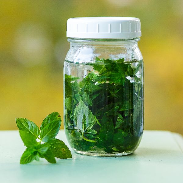 Natural Mint Extract, for Medicinal, Food Additives, Beauty, Packaging Type : Poly Bags, Gunny Bags
