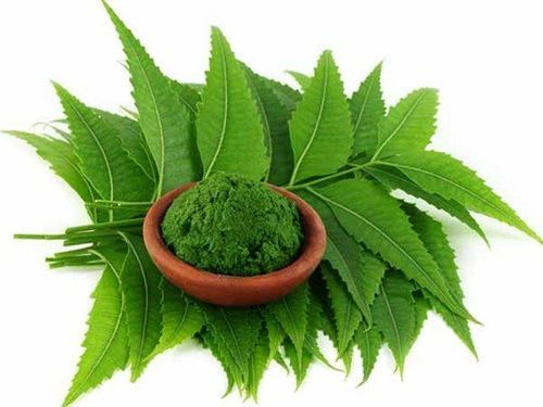 Natural Neem Extract, for Medicinal, Food Additives, Beauty, Packaging Type : Poly Bags, Gunny Bags