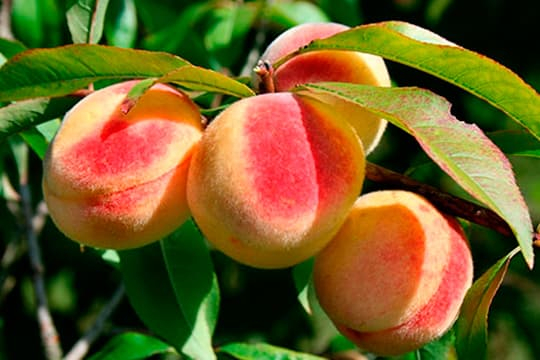 Natural Peach Extract, for Medicinal, Food Additives, Beauty, Packaging Type : Poly Bags, Gunny Bags