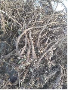 Ushna Roots, Packaging Size : 25-50 Kg